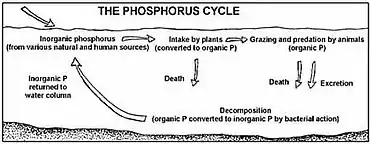 Diagram of the phosphorus cycle