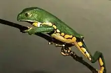 Frog climbing