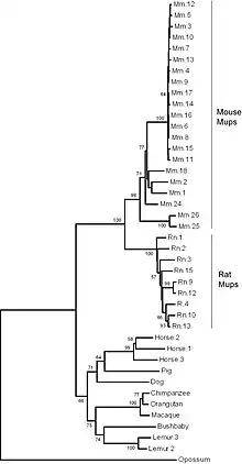 A phylogenetic tree of major urinary protein genes in mammals showing 21 mouse genes, 9 rat genes, 3 horse genes, 2 lemur genes and one gene each from pig, dog, orangutan, macaque, bushbaby and opossum