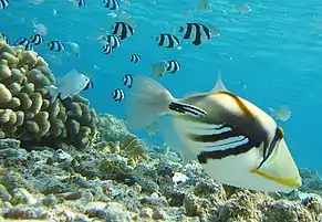 A Lagoon Triggerfish swimming around the reef of Lakshdweep.