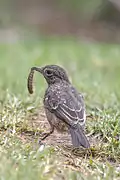 An immature bird holding an insect larva, Nilgiri Mountains