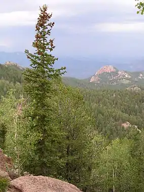 A view from the trail leading to the tower.