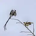 male displaying to female, São Tomé and Príncipe