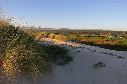 Maritime Pine forest in Fão, Esposende