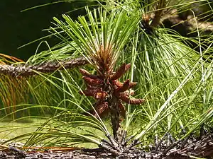 Male strobili of Pinus devoniana at Hackfalls Arboretum