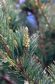 Limber pine