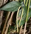 Flower spike (male)