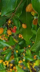 An opened fruit showing seeds