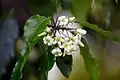 Pittosporum undulatum flower closeup