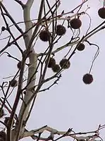 Single seed ball per stem: similar to P. occidentalis, not found in all clones