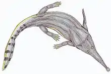 Platyoposaurus watsoni, of the early to middle Permian of Russia