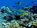 Plectorhinchus lineatus near Umakaduak Timor-Leste, 2006