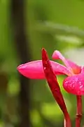 Plumeria rubra in China