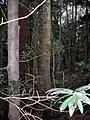 Podocarpus elatus (foreground left) and the trunk of Symplocos stawellii, Hacking River