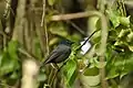 Pohnpei flycatcher