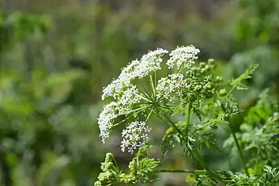 poison hemlock