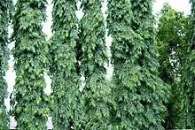 Mast Tree (Cemetery tree, Ashoka or Debdaru in Hindi, Ashoka or Devdaar in Marathi, Asopala in Gujarati, Nara in Telugu,  devadaaru in Kannada and Debdaru in Bengali) -- Polyalthia longifolia