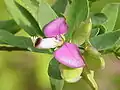 Milkwort (Polygala myrtifolia) of the Polygalaceae