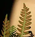 Underside of a fertile frond of Polypodium virginianum