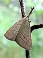 Polypogon tentacularius