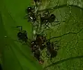 Nest between leaves