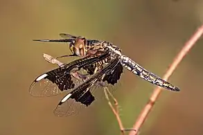 female, Gambia