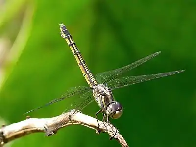 Female in obelisk posture