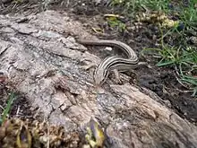 Prairie skink (Plestiodon septentrionalis)