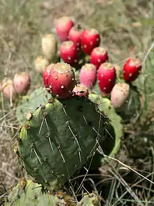 Typical morphology of a plant with fruit