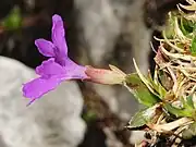 Side view of flower