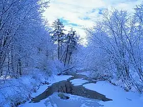 Pribolshky Les Zapovednik