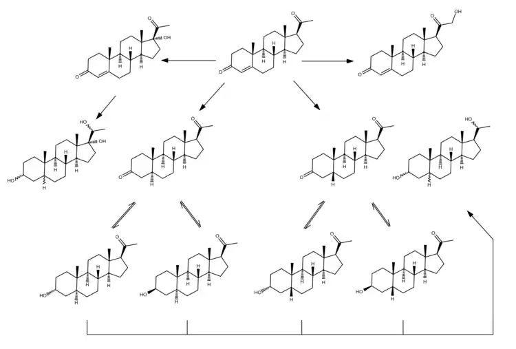 Progesterone metabolism