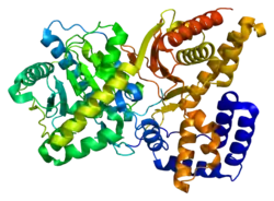 3D Structure of choline acetyltransferase