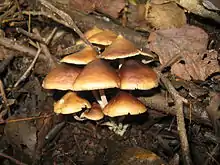 Psilocybe zapotecorum