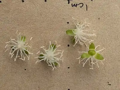 Staminate flowers