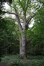 Common oak (Over the half of all trees)