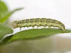 Caterpillar