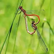 Mating