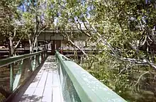 Mangroves at the QUT CityCat terminal