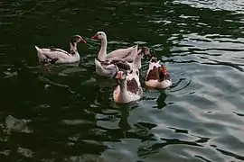 Feral geese on Keeyow Lake