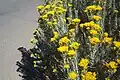 Blooms of the decorative rabbitbrush used at the Crestone post office.