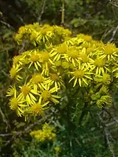 A yellow flower