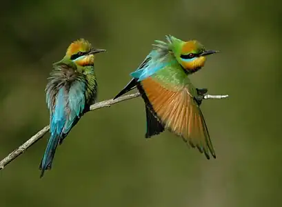 Rainbow bee-eater