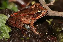 Northern red-legged frog