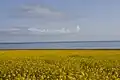 Rapeseed fields