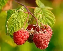 Picture of raspberries.