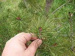 Recently hatched larvae. Brown bumps on pine needles are eggs. Tiny black spots near the bud are the sawflies.