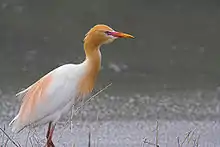 Cattle egret