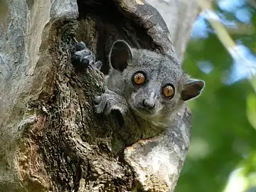 Red-tailed sportive lemur at Kirindy