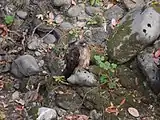 Red-tailed Hawk sitting on the banks of Uvas Creek near Sveadal.  The hawks prey on steelhead trout that periodically appear in the creek.